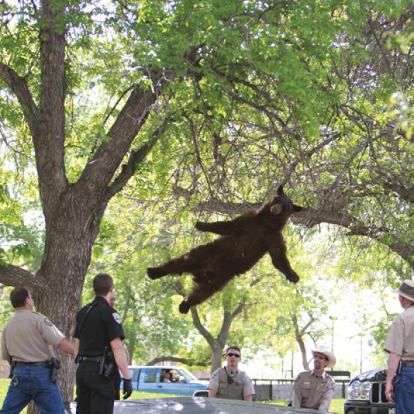 falling bear