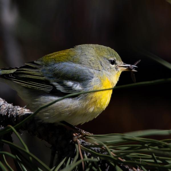Northern Parula