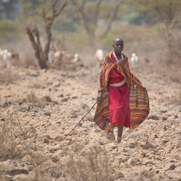herding cattle