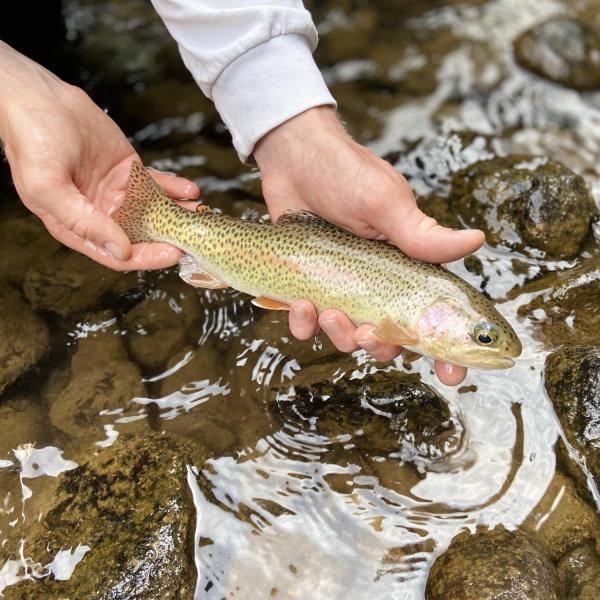 Rainbow Trout