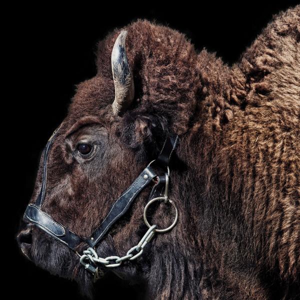 Ralphie