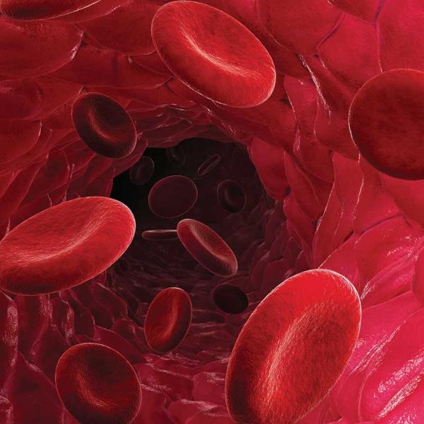 red blood cells