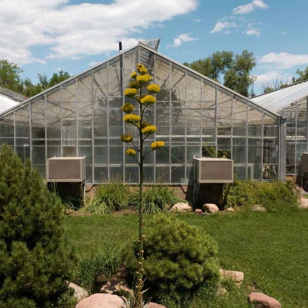century plant agave