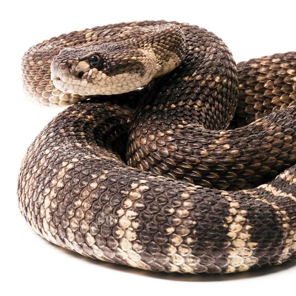 rattlesnake