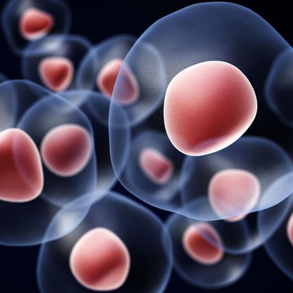 stem cell