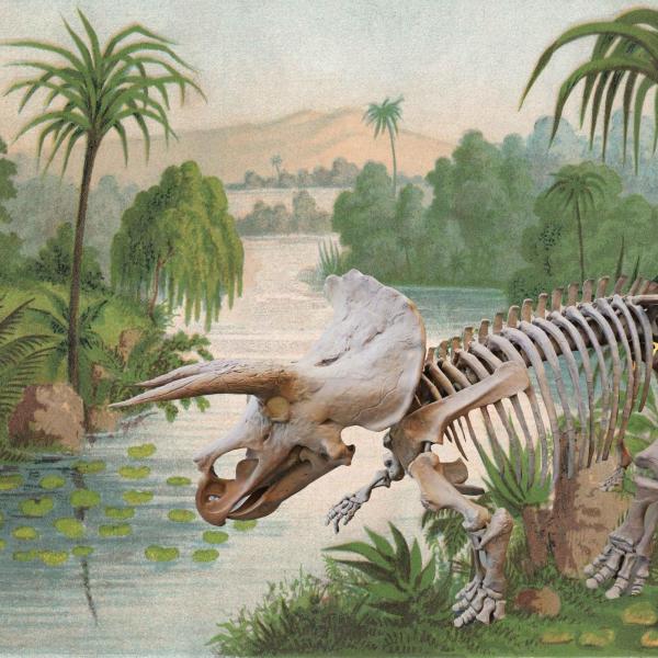 triceratops skeleton