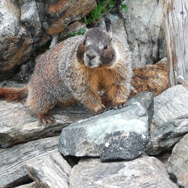 yellow bellied marmot