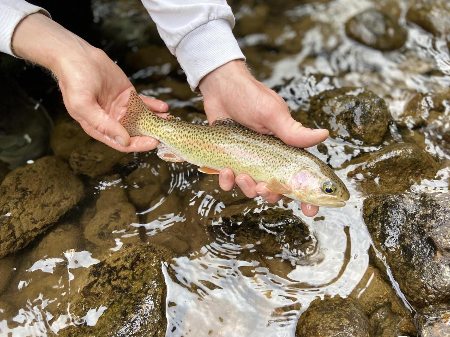 Rainbow Trout