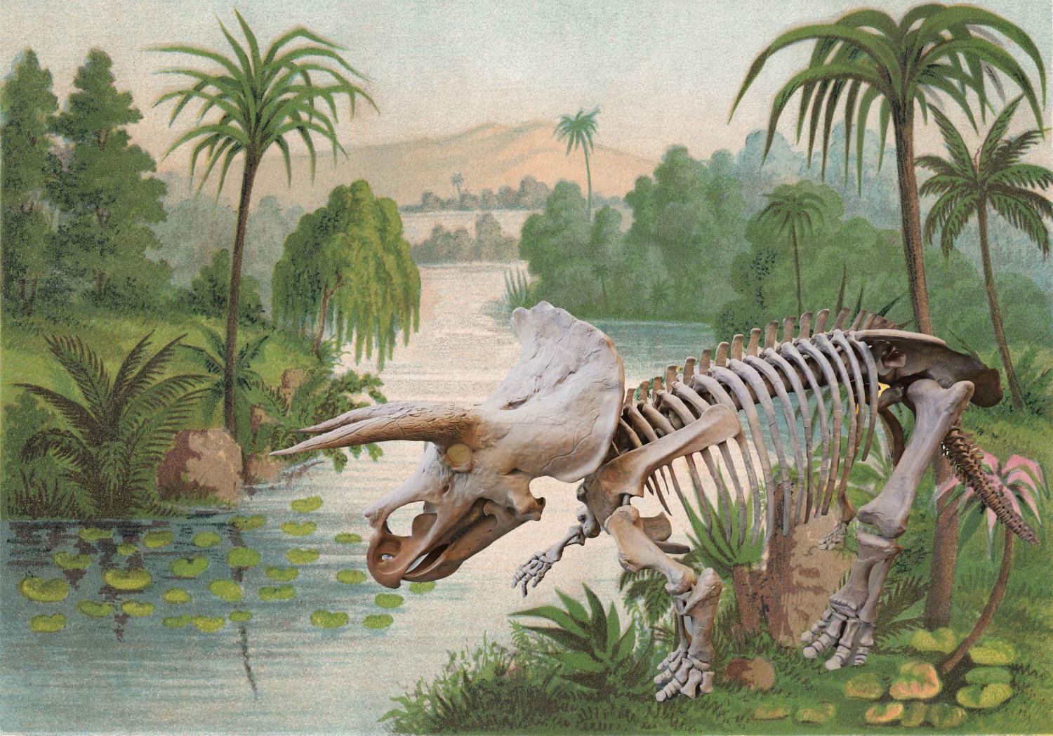 a triceratops skeleton