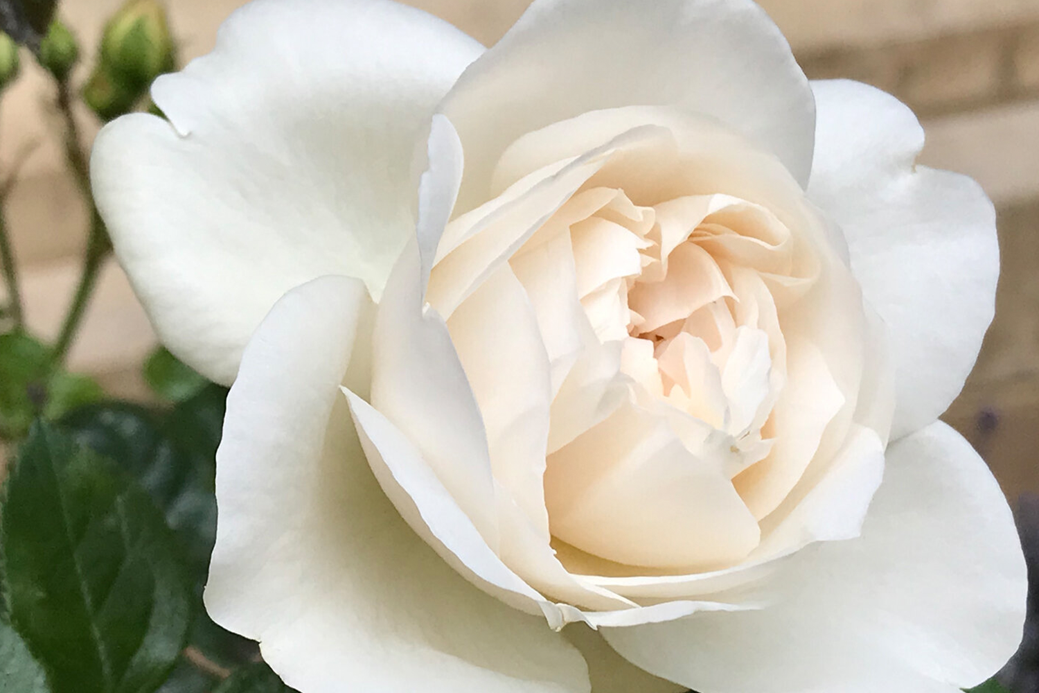 white rose