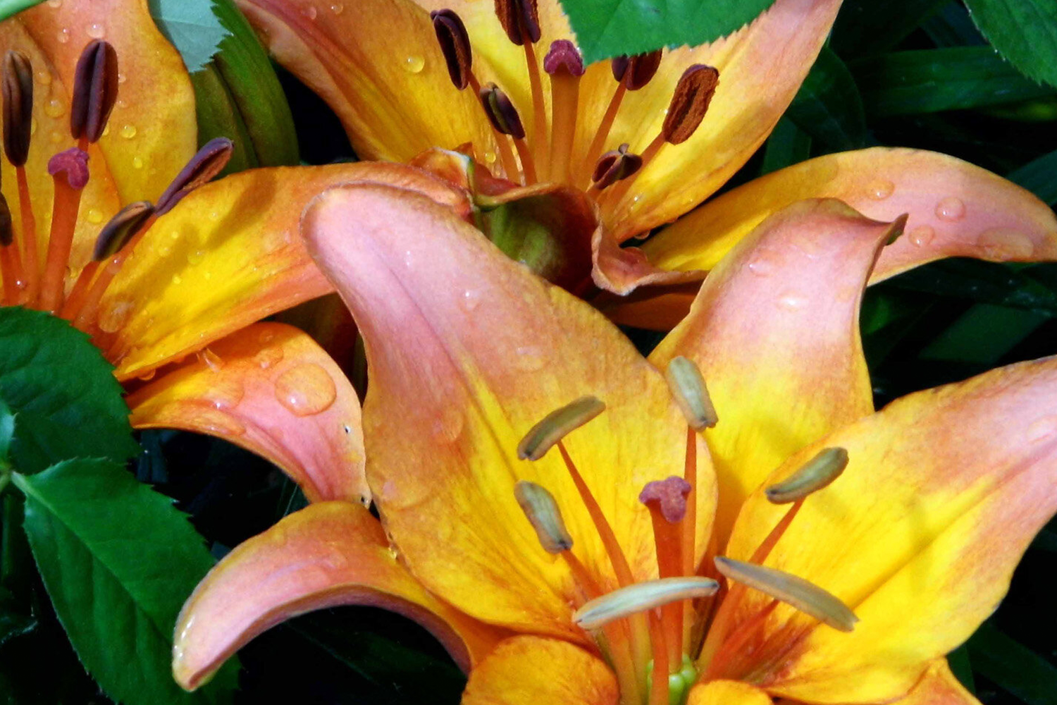 cymbeline lily