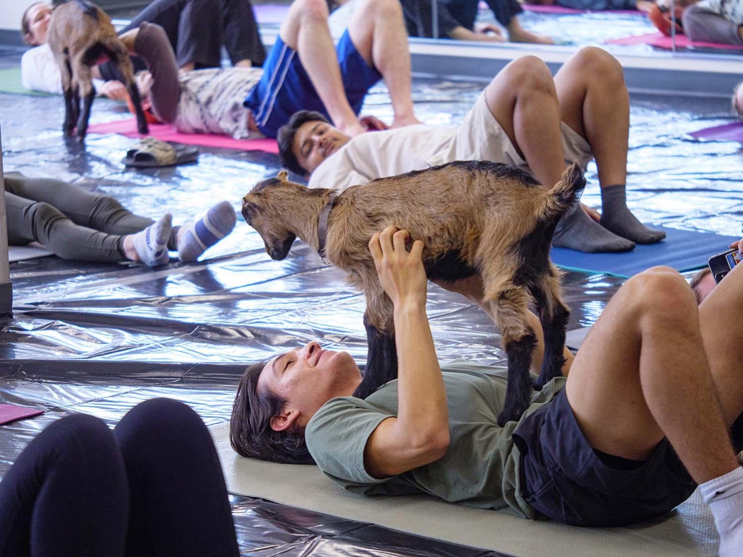 people doing yoga with goats