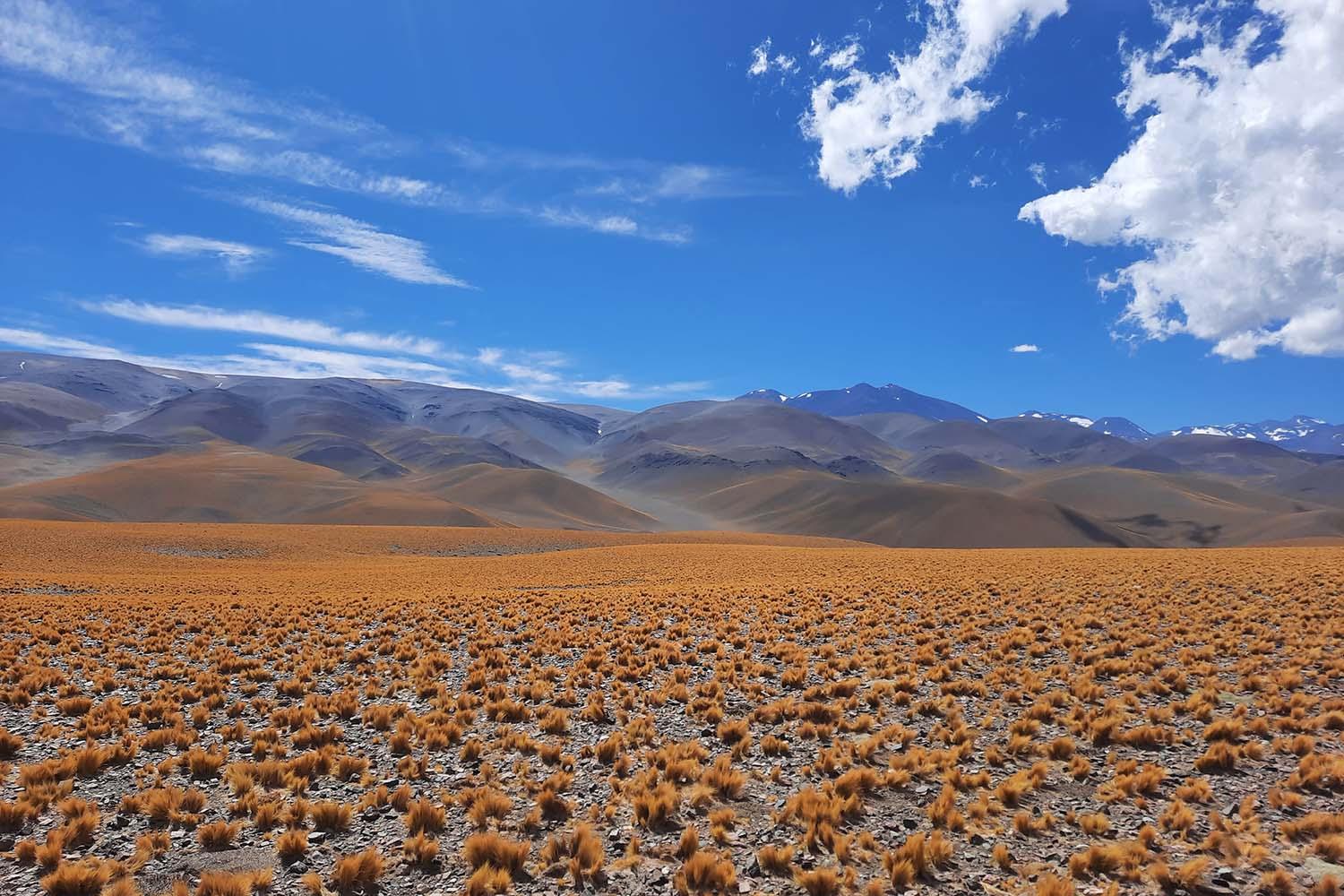 field near Ojos del Salado