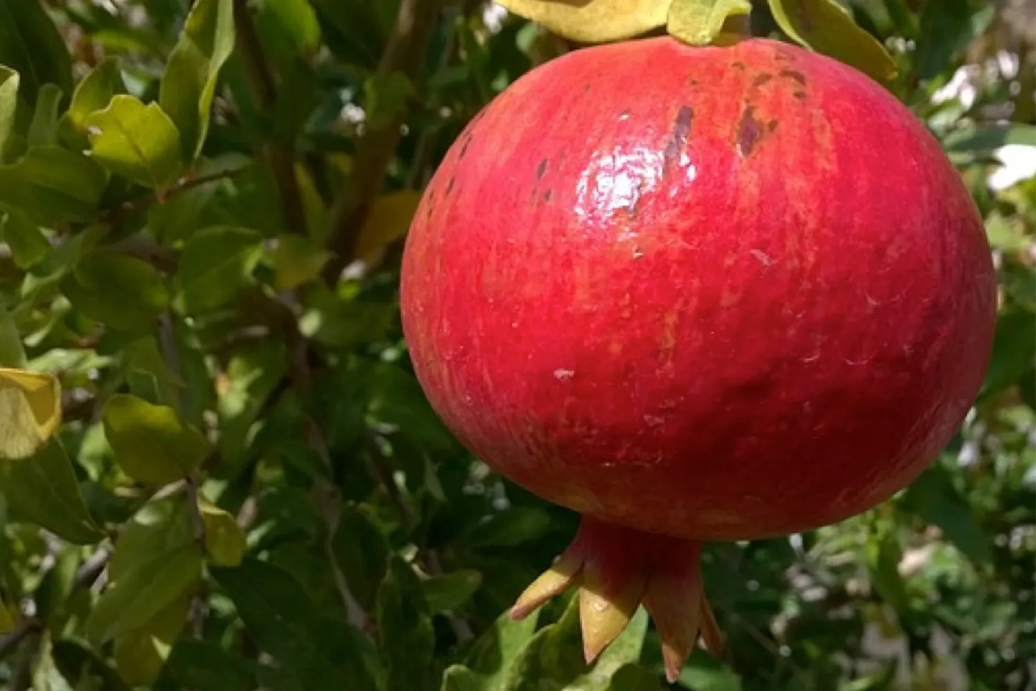 Pomegranate