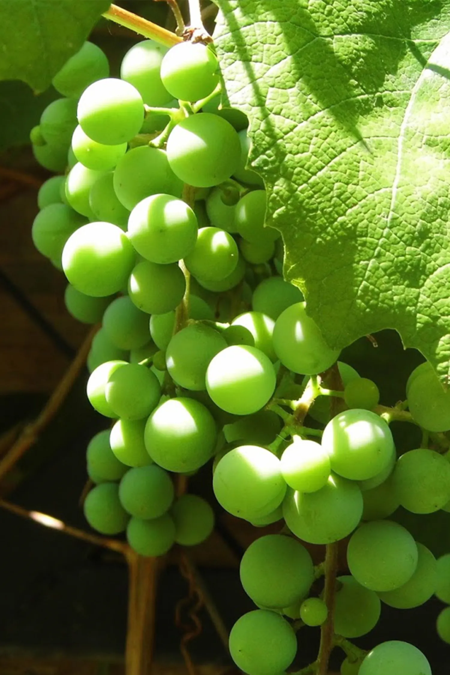Green Grapes