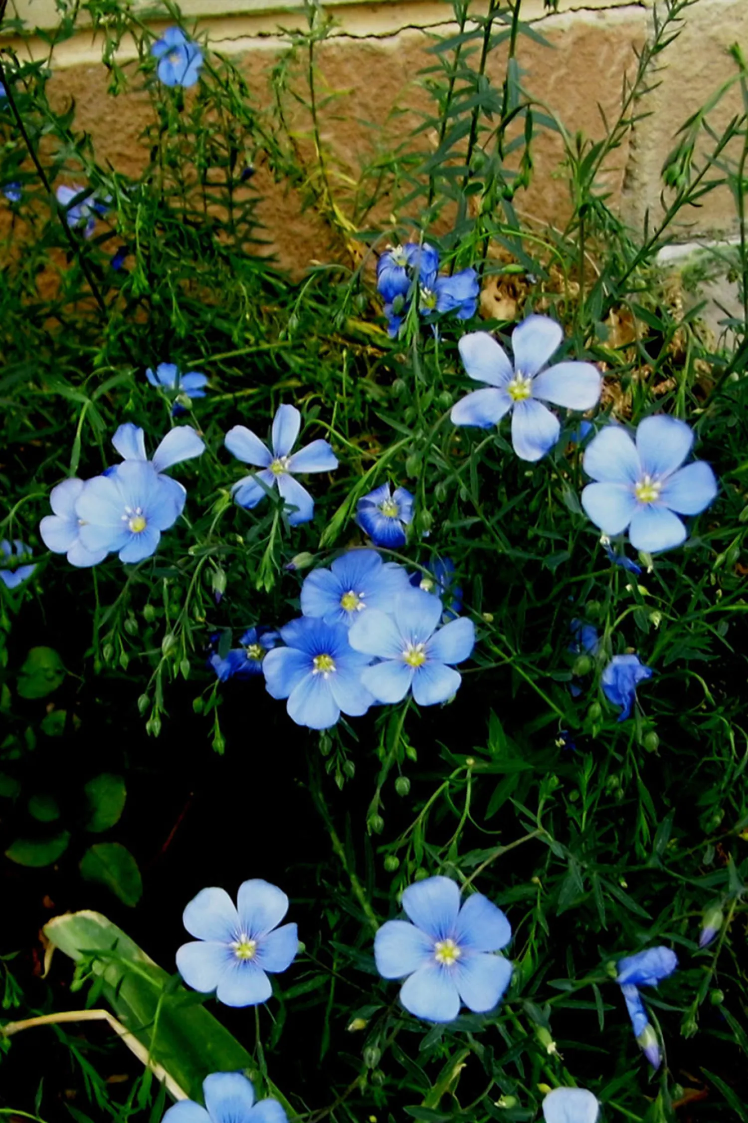Hamlet Flax