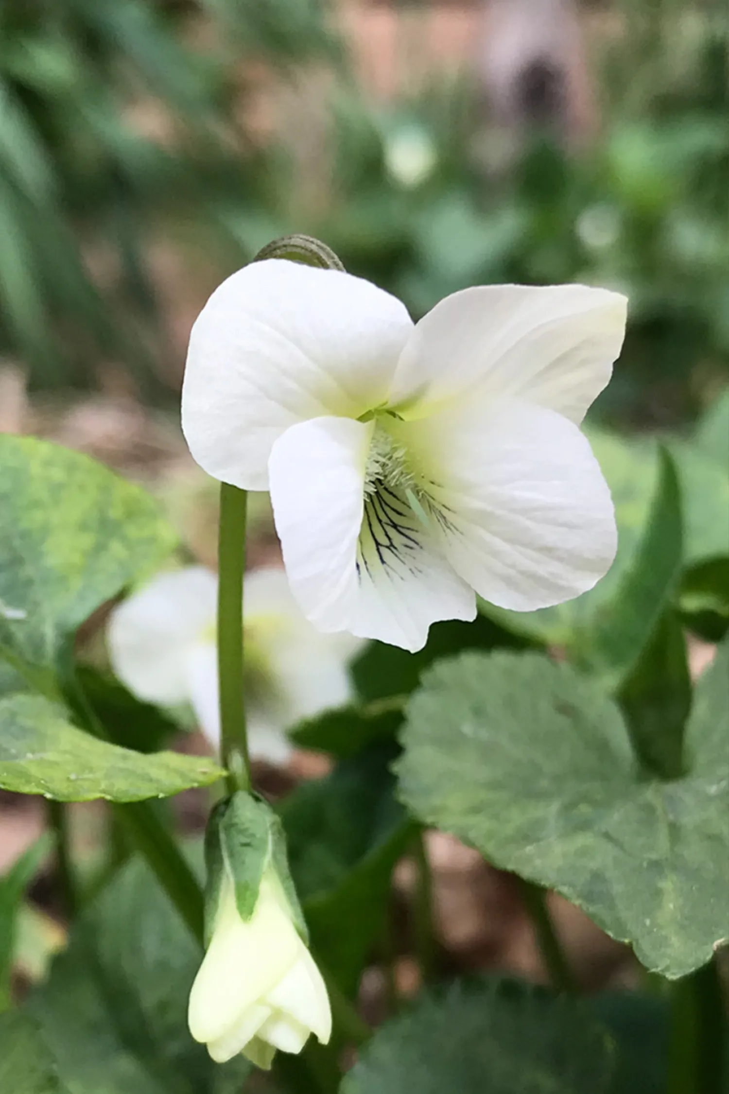 Loves labours lost violet