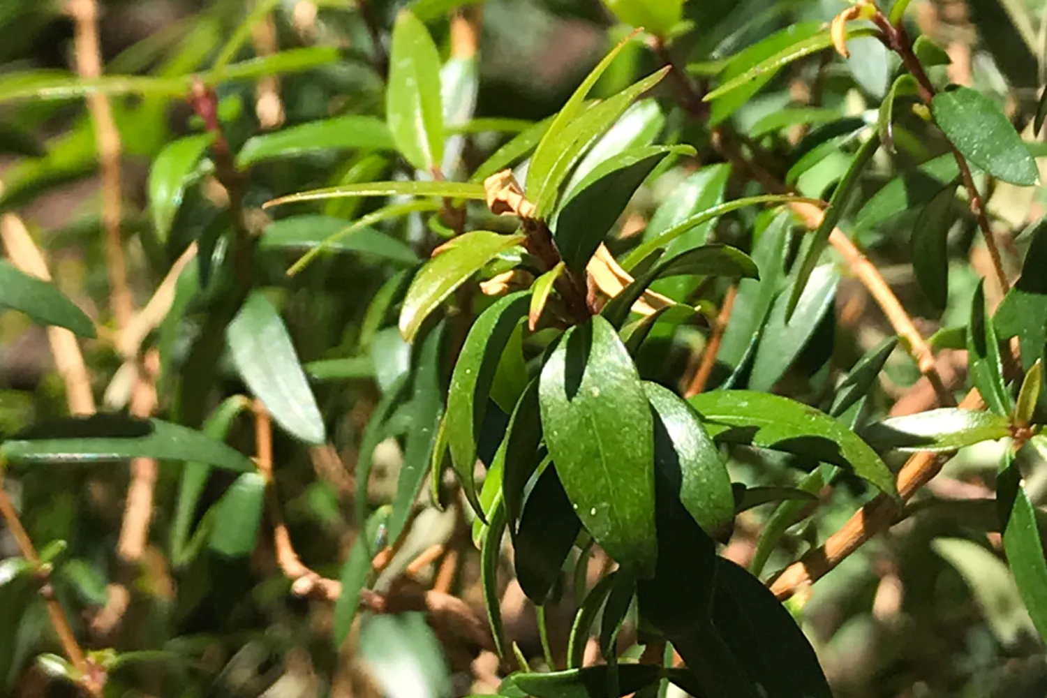 Myrtle