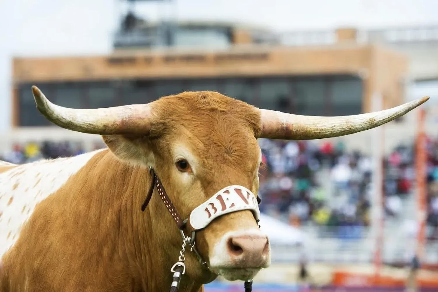 University of Texas longhorn