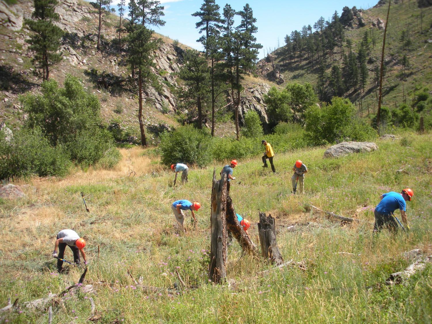 Volunteers from a co-sponsored U.S. Forest Service event remove invasive spotted knapweed from an upland meadow on the Spruce Gulch Reserve.