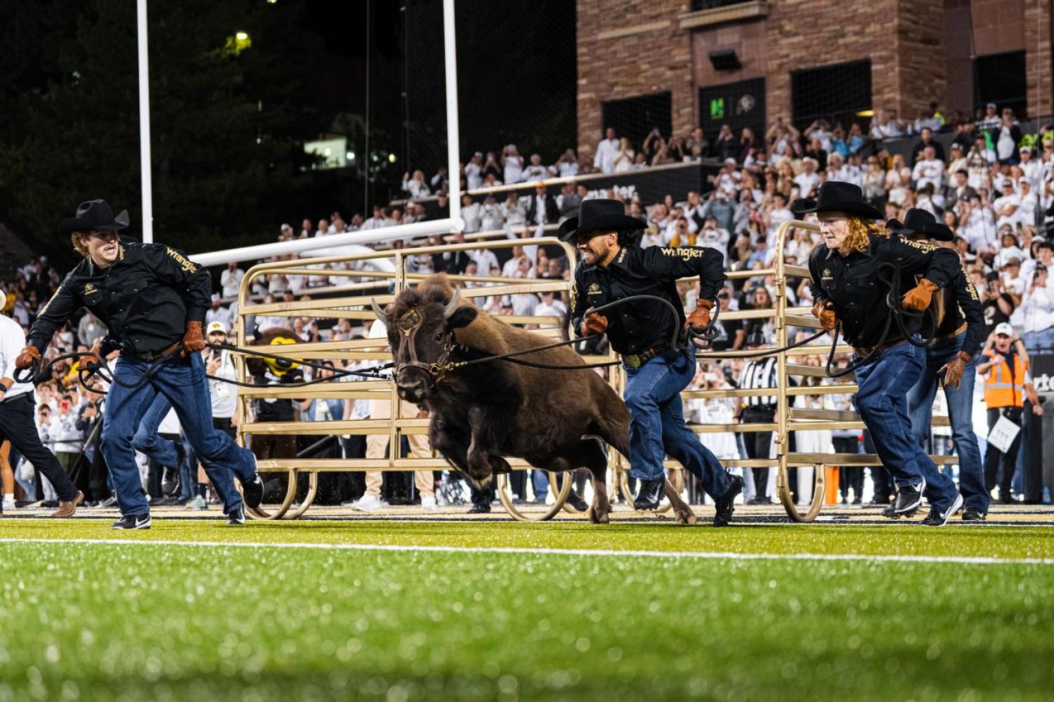 The new Ralphie running