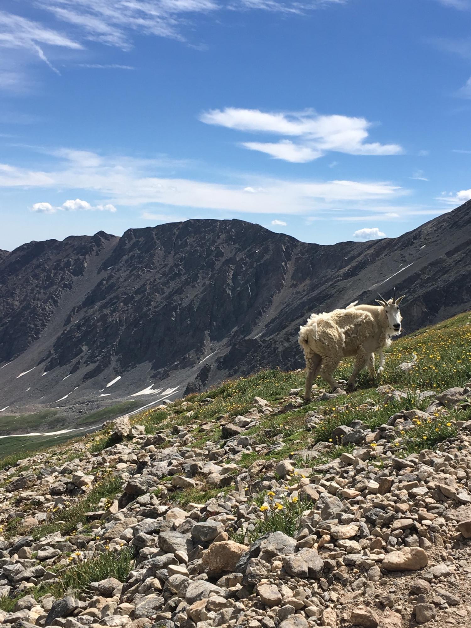 Mountain goat on Torrey's Peak