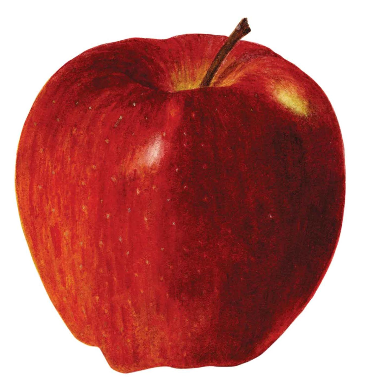 apple