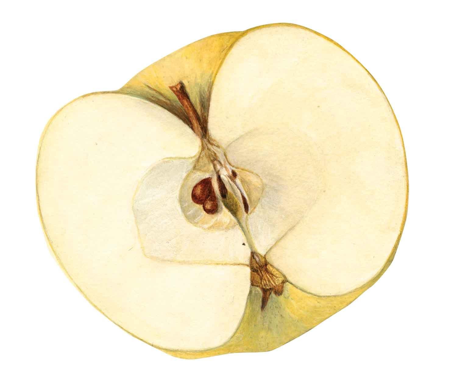 apple illustration