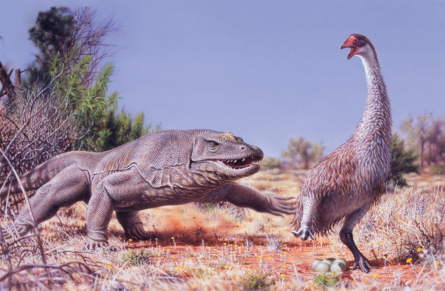 australian animal illustration