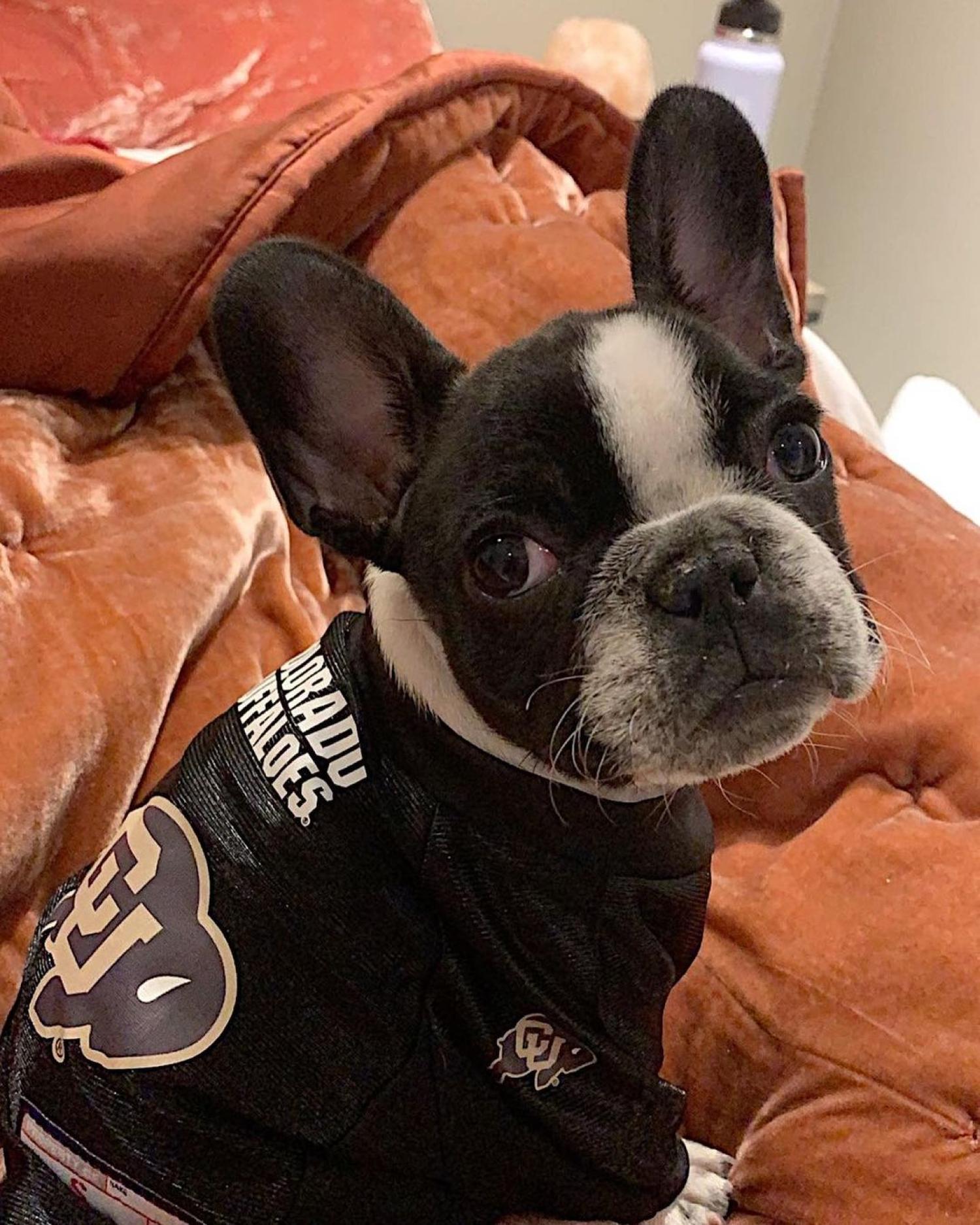 dog in cu shirt