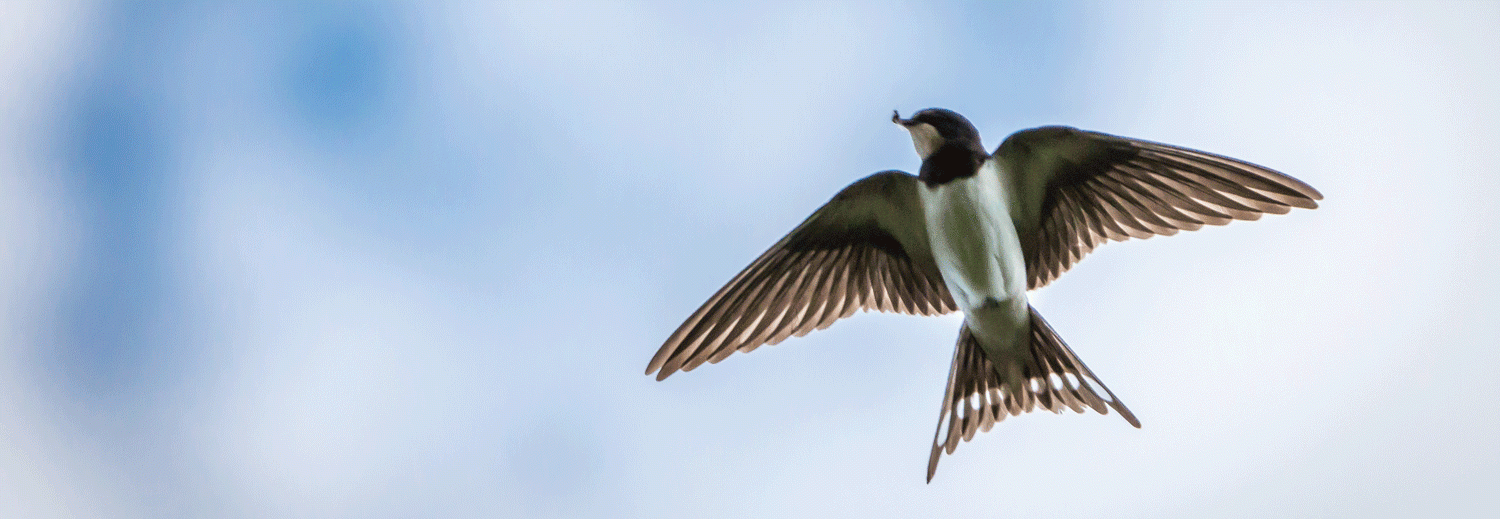 barn swallow