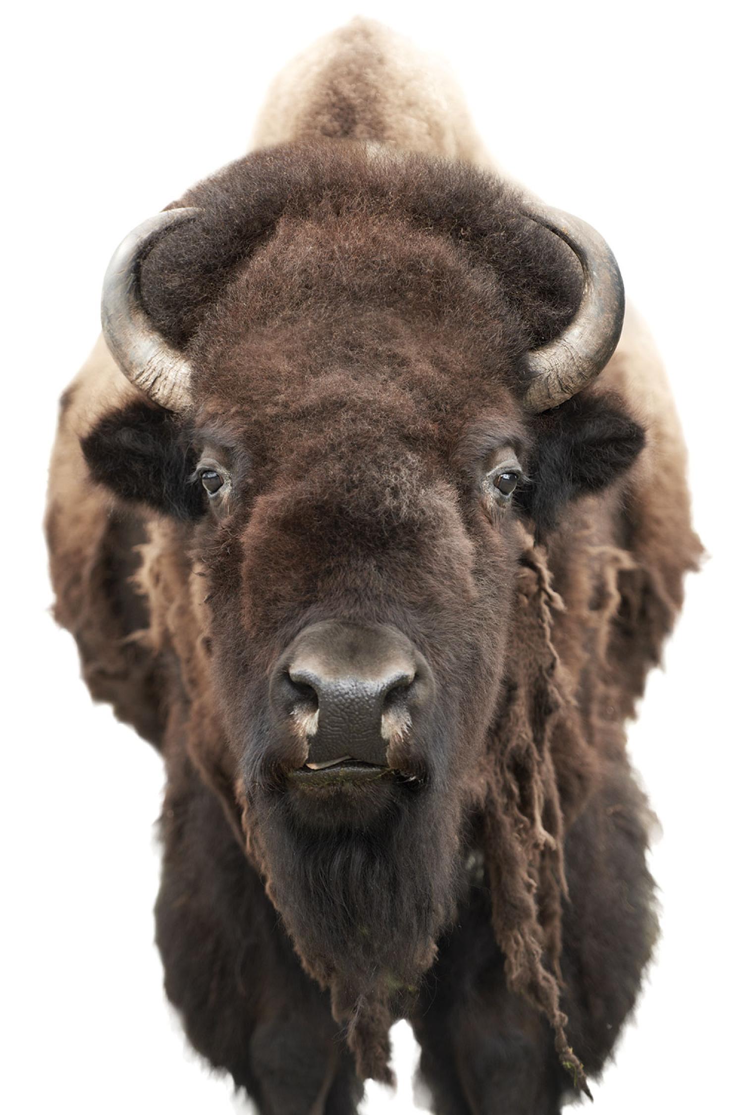 Bison
