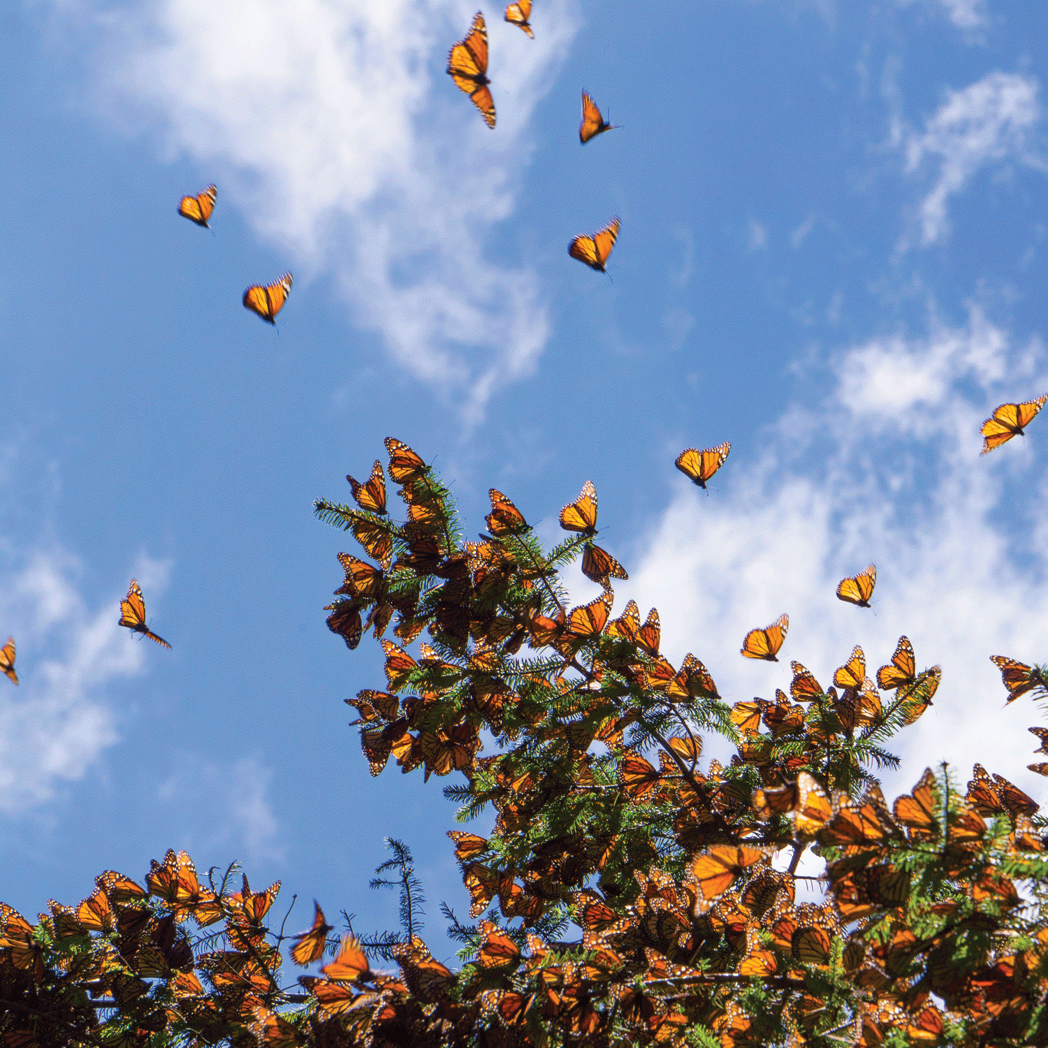 Monarch butterflies
