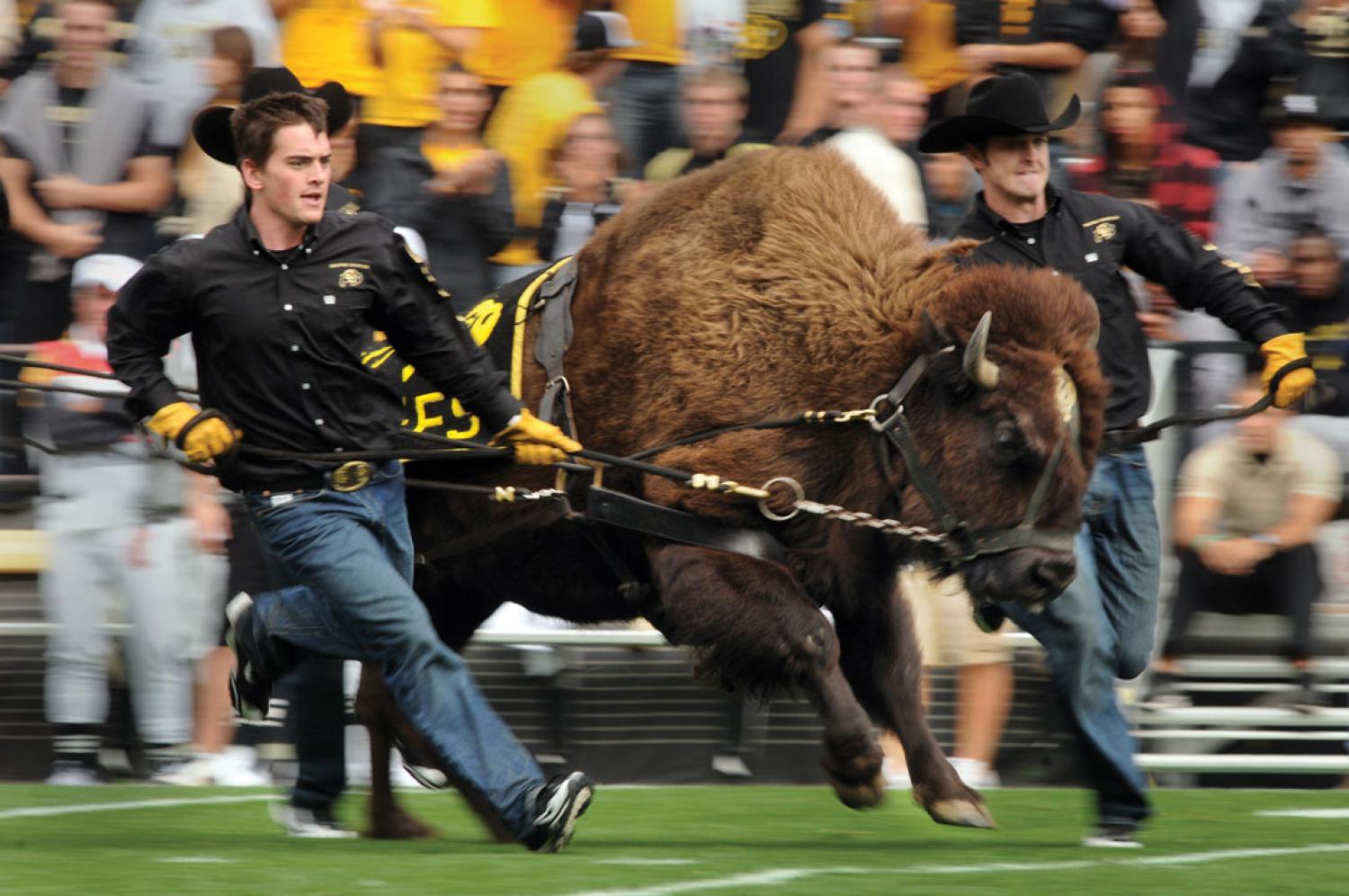 ralphie running