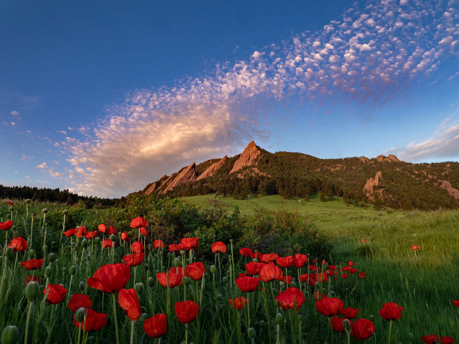 Red Tulips at Chautauqua Park