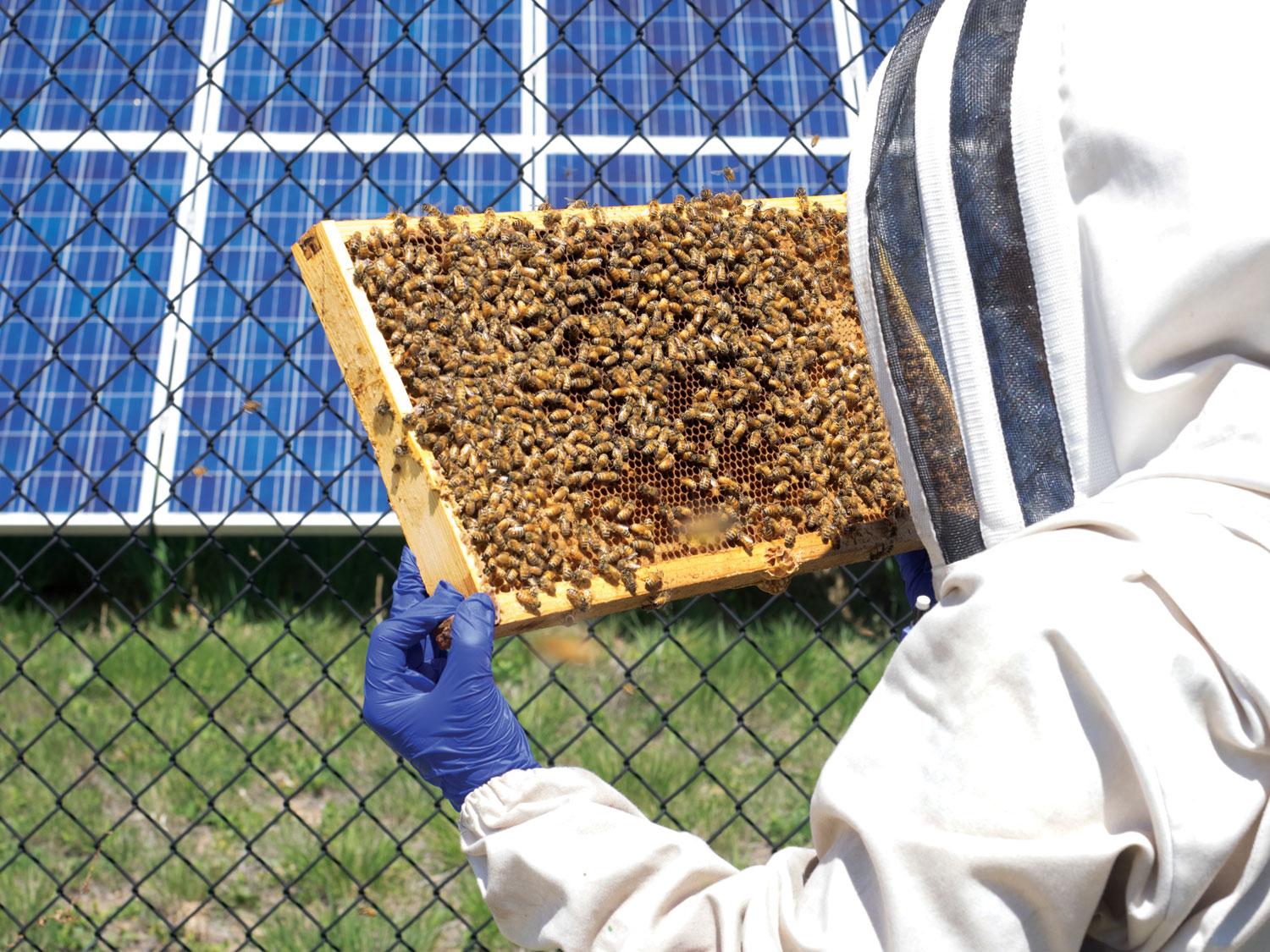 bee hive