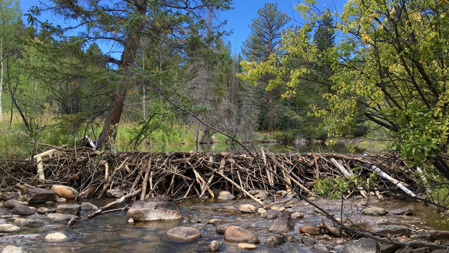 a beaver dam in Colorado