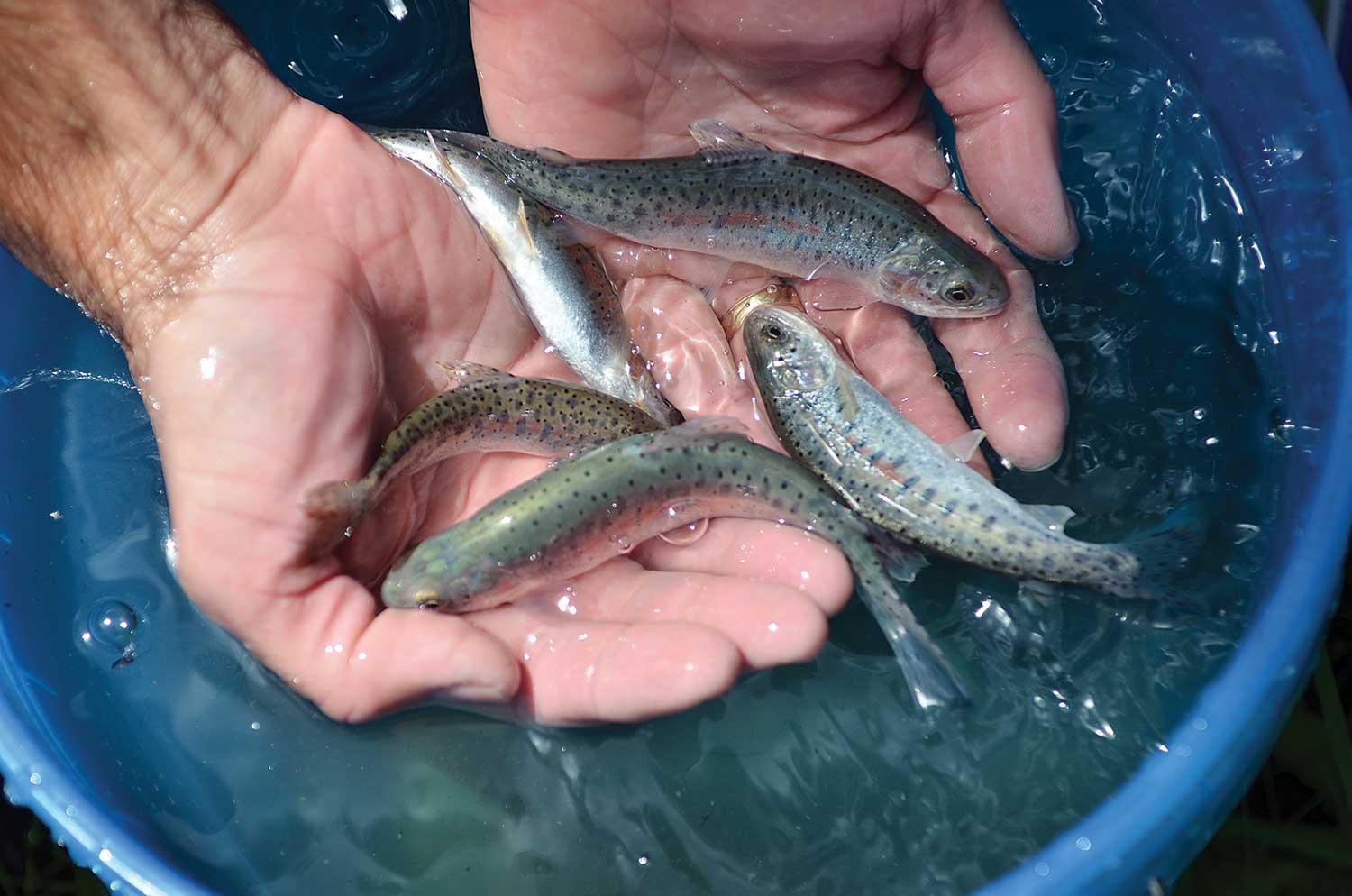 cutthroat trout released