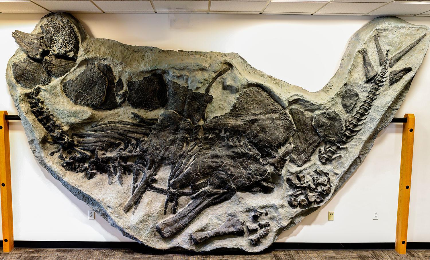 stegosaurus fossils