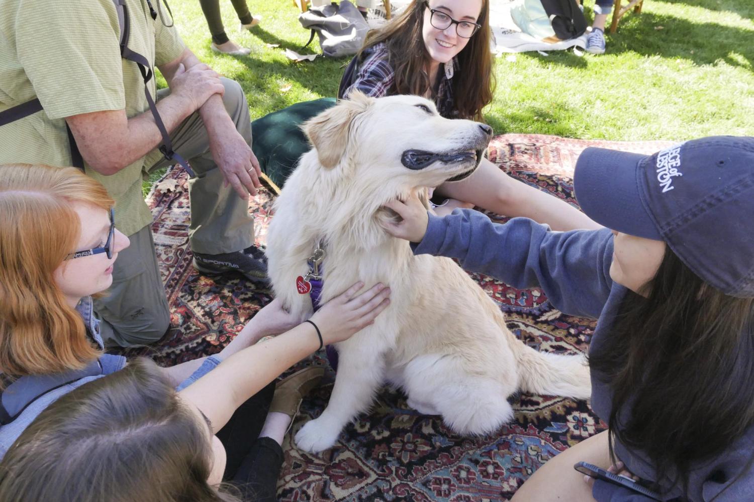 therapy dog