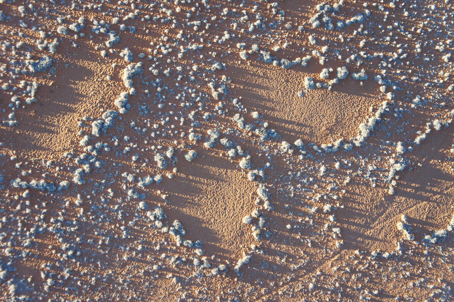 fairy circles