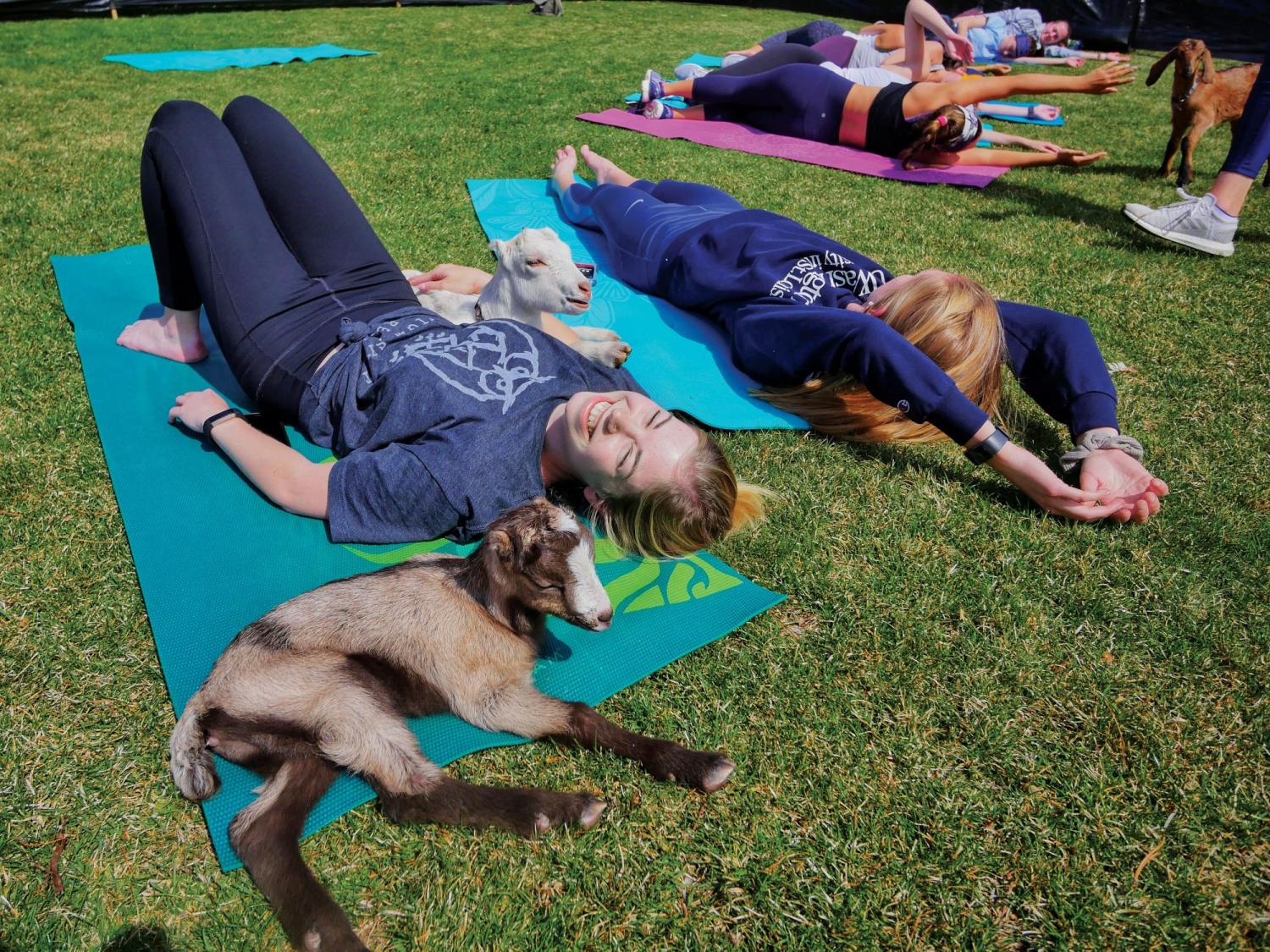 Students hang out with goats as they do yoga