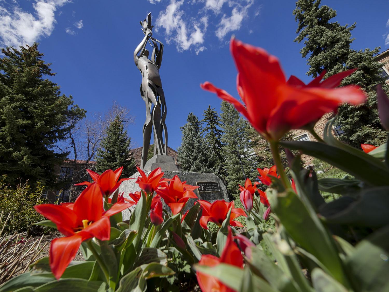 tulips at CU
