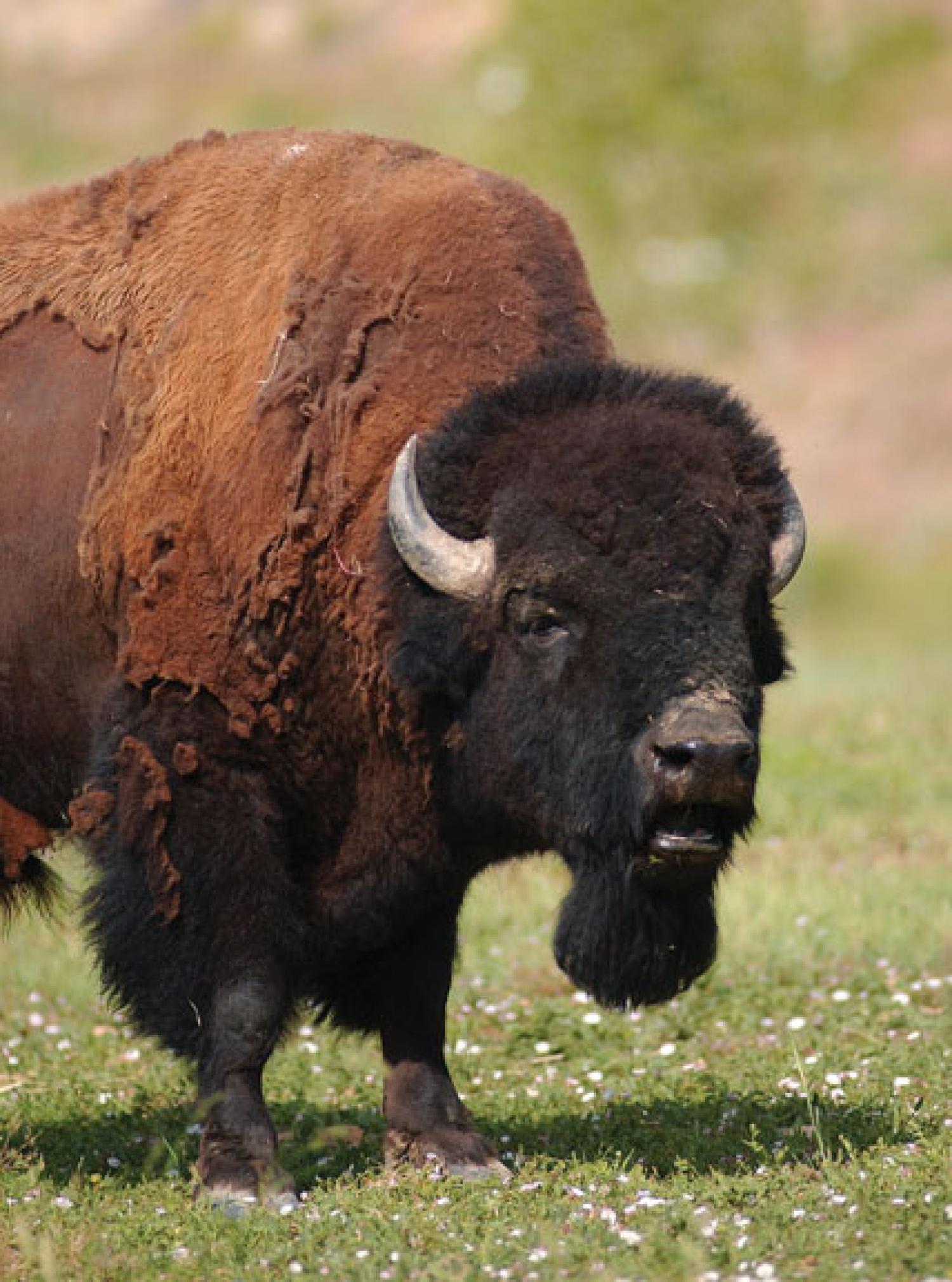 bison in field