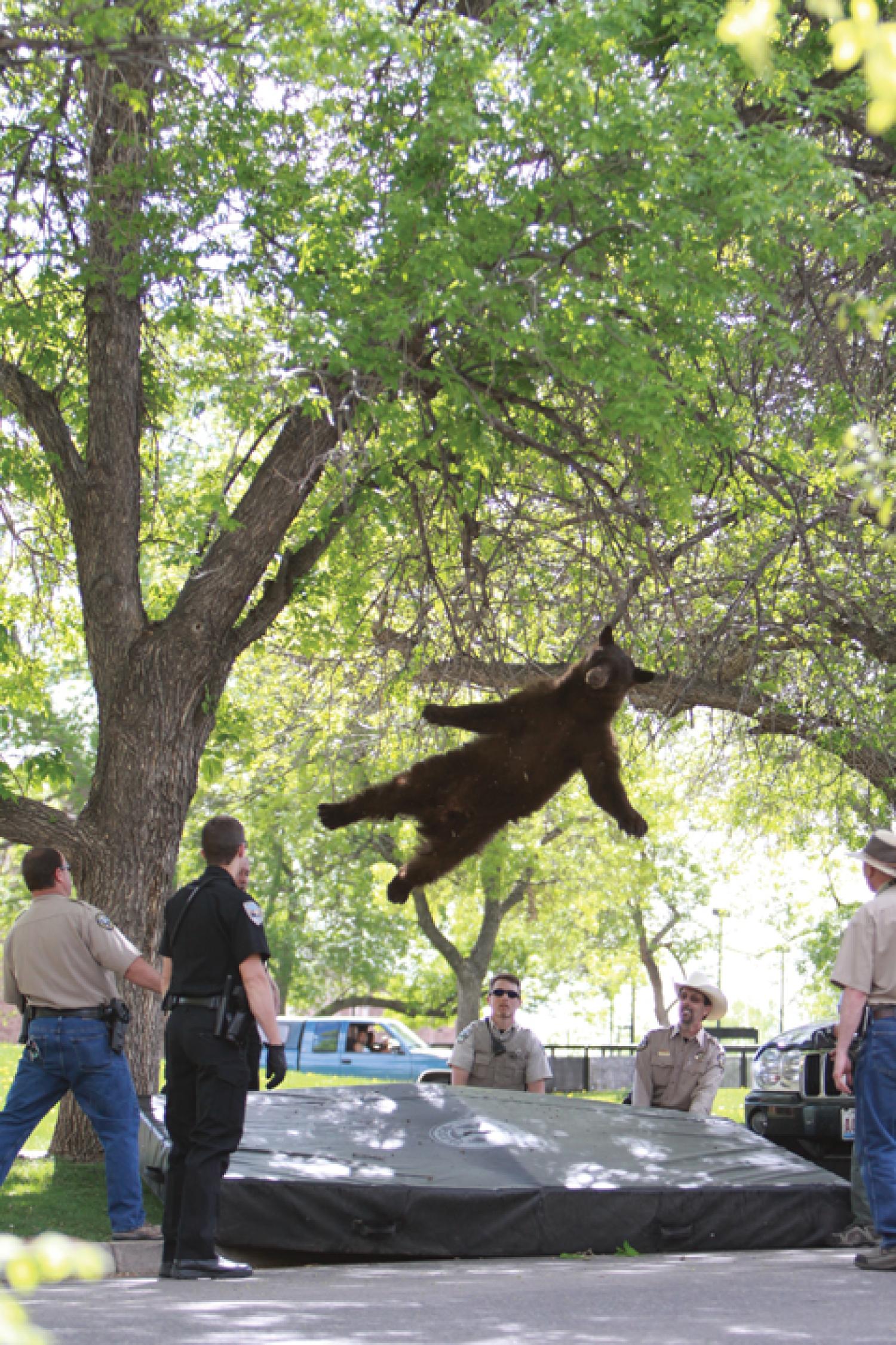 bear falling from tree
