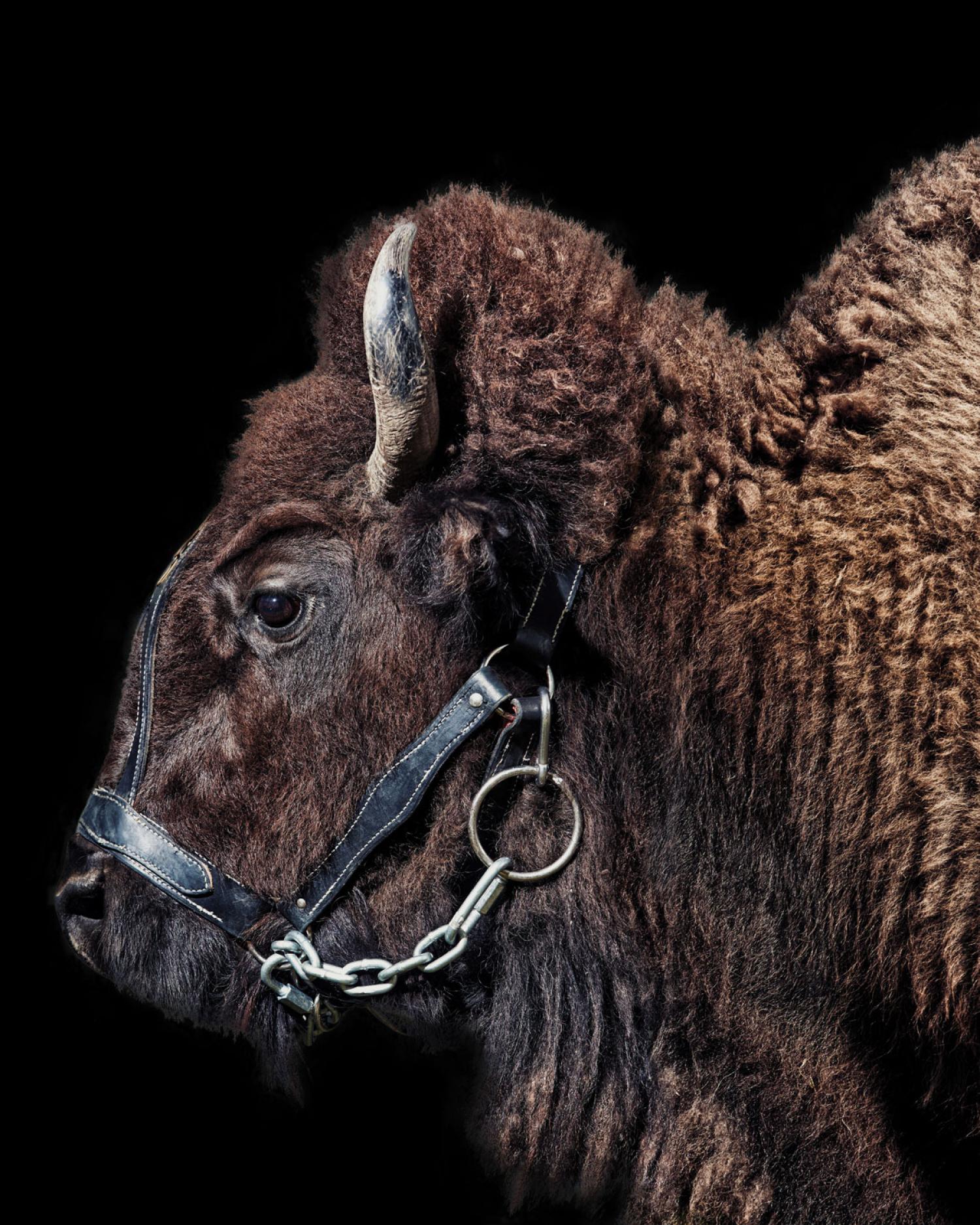 Ralphie