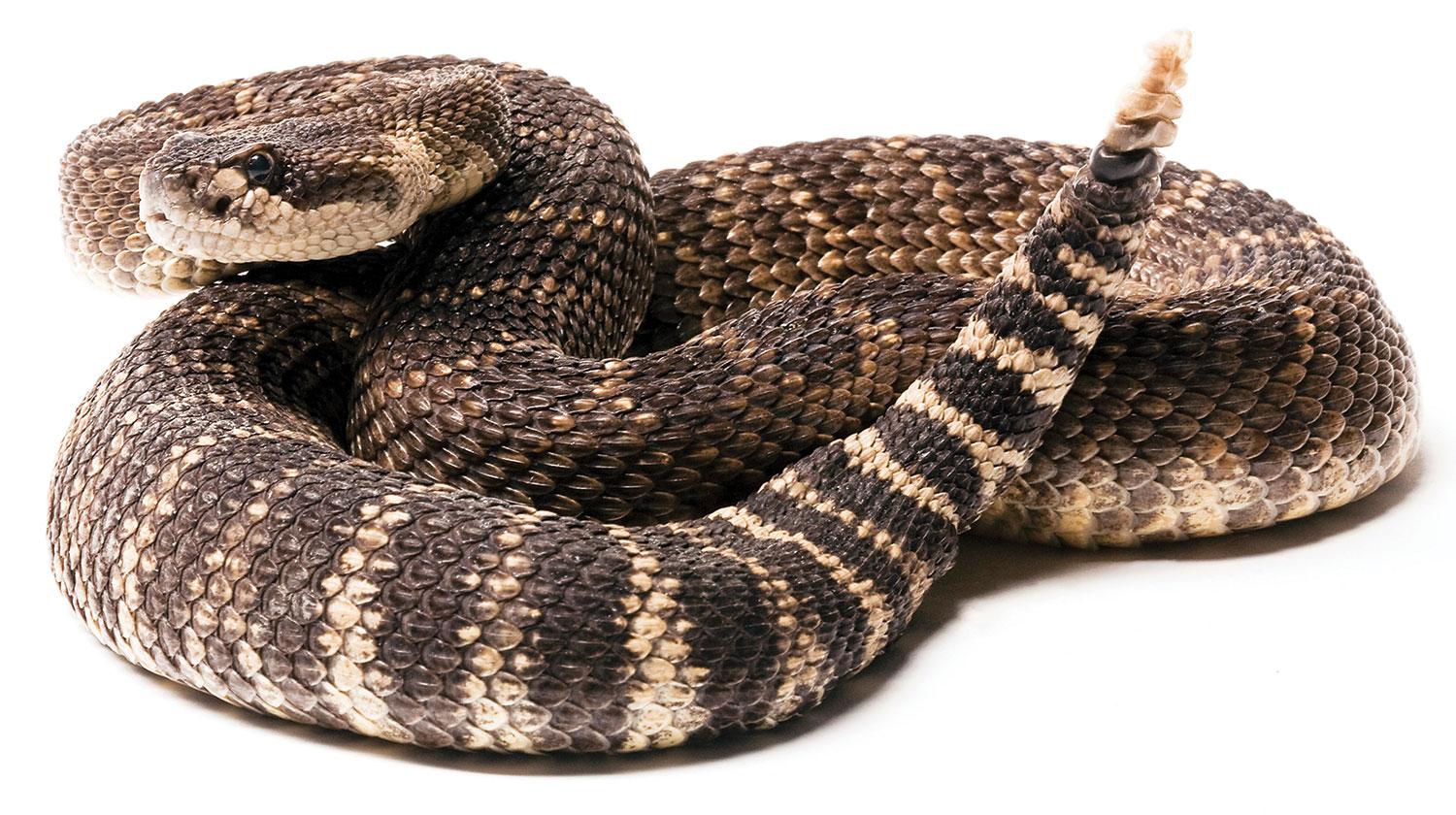 rattlesnake