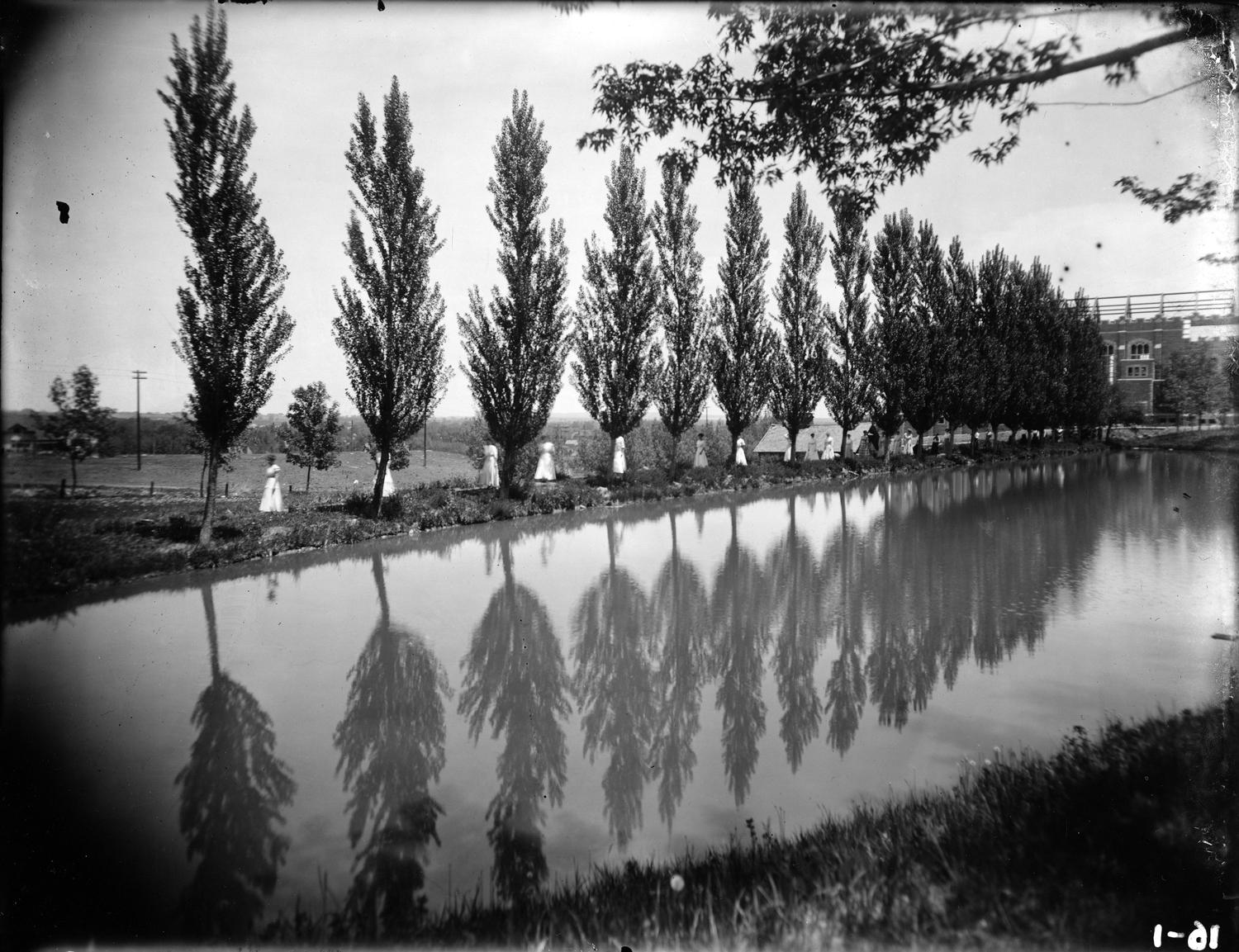 CU Cottonwood trees in 1909