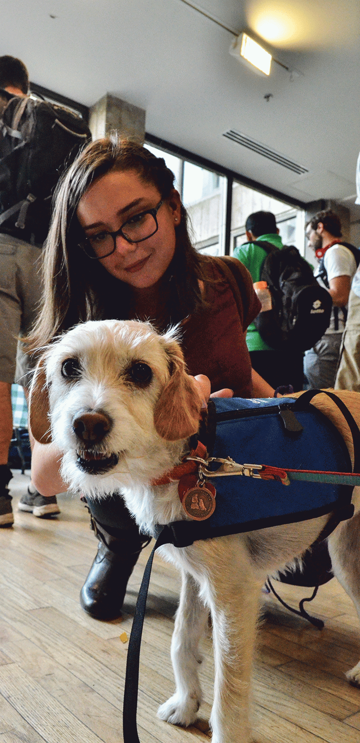 therapy dog