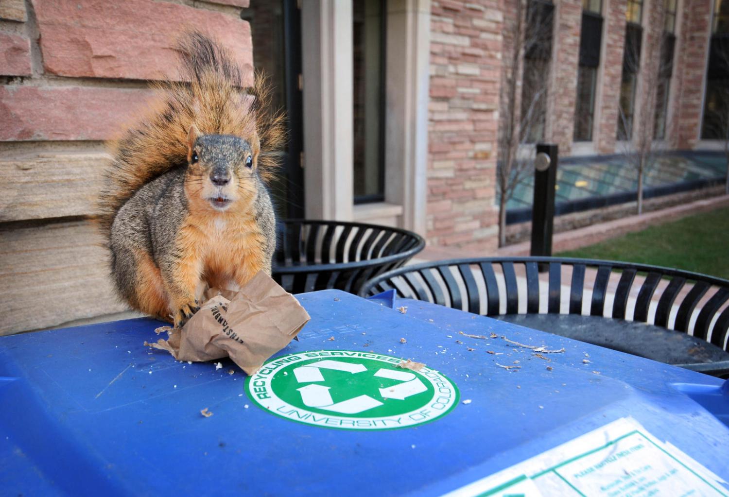 A campus squirrel perches atop a recycling bin.